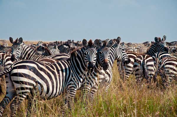 Herde von Zebras während der Großen Wanderung in Kenia