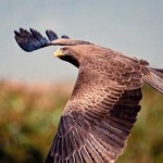 Fliegender Adler in Kenia