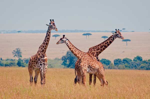 Giraffen in Kenia