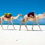 Kenia Safari mit Kamelen