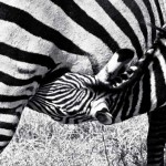 Zebra trinkt die Milch der Mutter