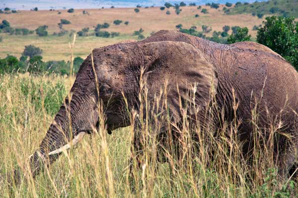  Elefant in Kenia