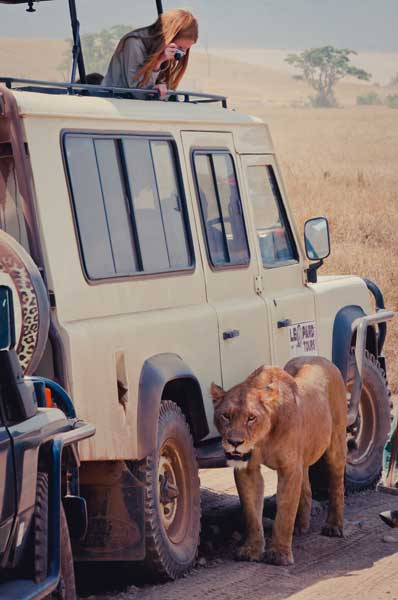Löwe in der Nähe von Touristen in Kenia