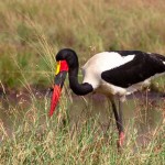 Storch in Kenia