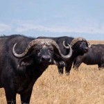Büffel steht in Kenia vor der Kamera