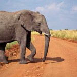 Elefant im Masai Mara National Park